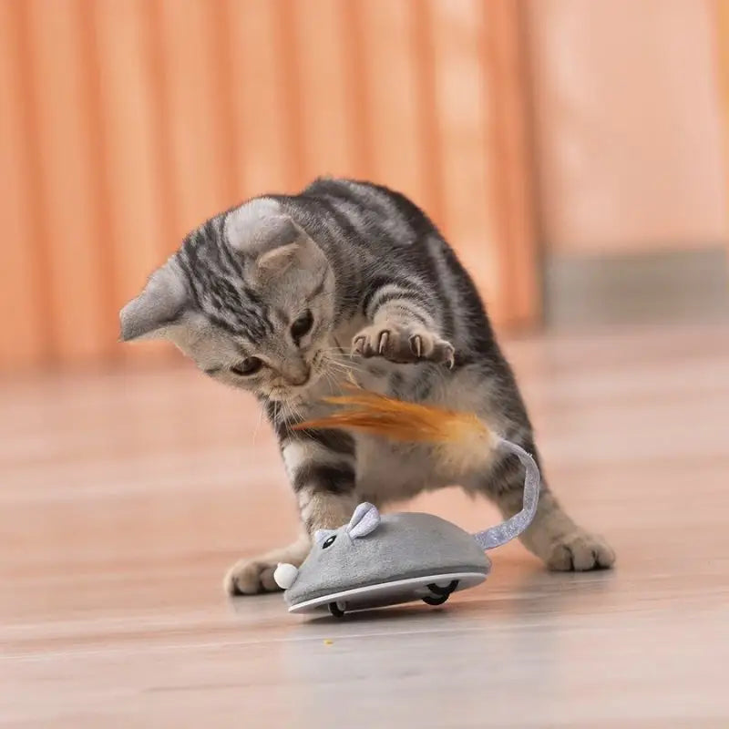 Souris pour chat | Souricat™