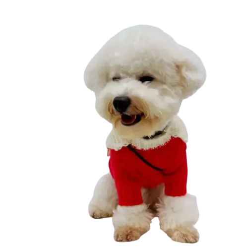 Petit chien blanc vêtu d’un simple pull de Noël rouge à motifs festifs. Matière chaude Transparent Background