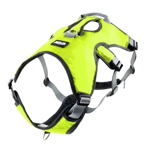 Harnais pour Whippet Transparent Background