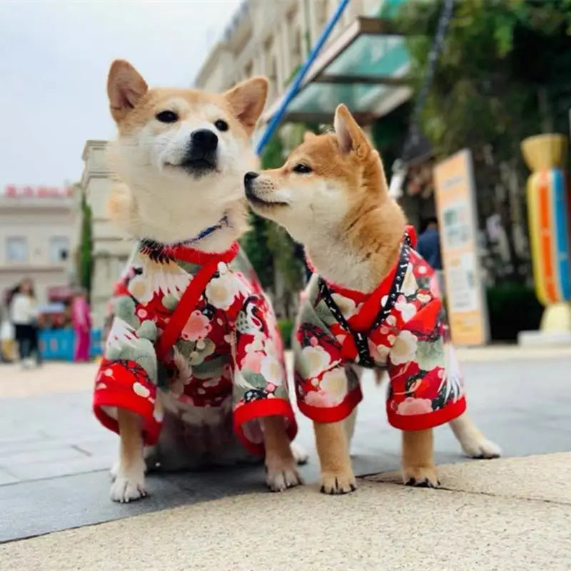 Deux moyens chiens portant des pyjamas en style kimono japonais sur le trottoir