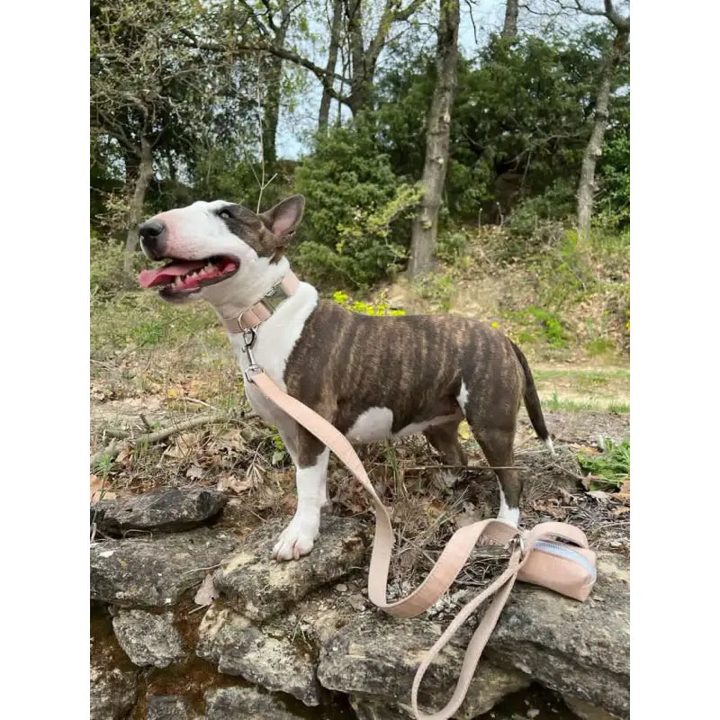 Kit Complet Chien Personnalisé Coton Beige