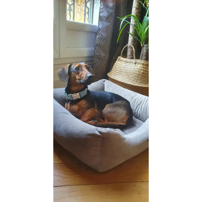 Kit Complet Chien Personnalisé Velours Côtelé Bleu Ciel