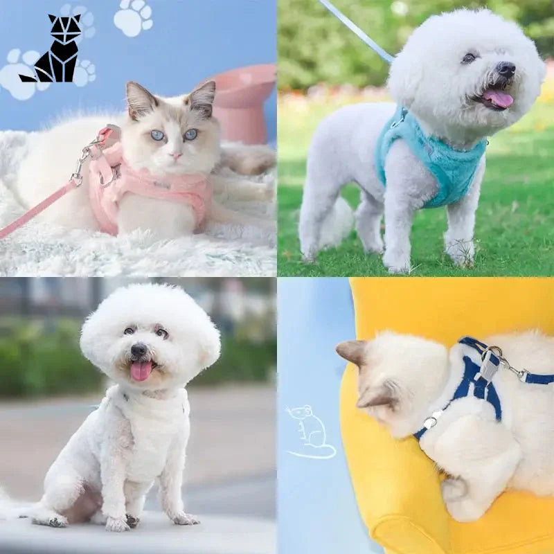 Laisse réfléchissante pour chats et chiots avec quatre images d’un chien en laisse