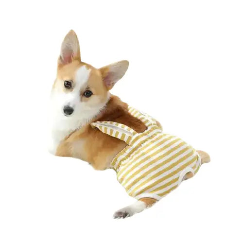 Petit chien en short physiologique lavable pour le style et le confort Transparent Background